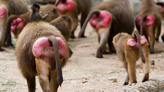 Illustration for article titled 9 Breathtaking Photos Of Nature With A Generous Helping Of Those Red-Assed Monkeys